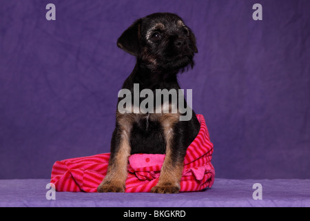 Border Terrier Welpe / Border Terrier Welpen Stockfoto