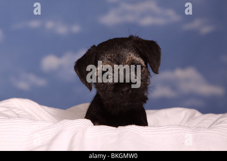 Border Terrier Welpe / Border Terrier Welpen Stockfoto