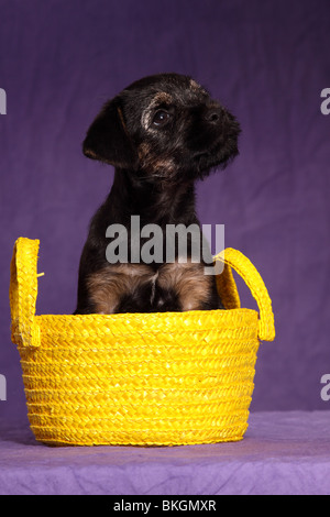 Border Terrier Welpe / Border Terrier Welpen Stockfoto