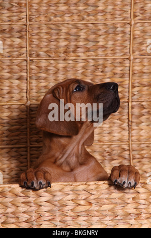 Rhodesian Ridgeback Welpe / Rhodesian Ridgeback Welpen Stockfoto