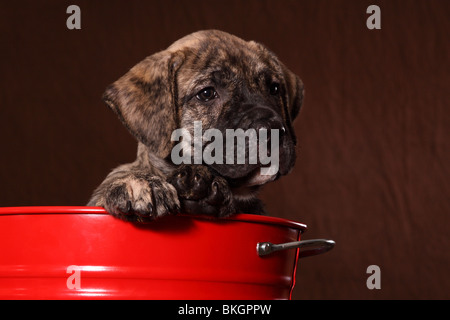 Dogo Canario Welpe / Dogo Canario Welpen Stockfoto