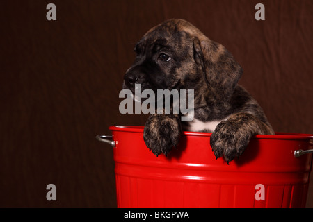 Dogo Canario Welpe / Dogo Canario Welpen Stockfoto