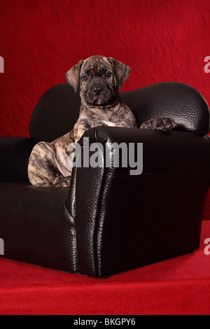 Dogo Canario Welpe / Dogo Canario Welpen Stockfoto