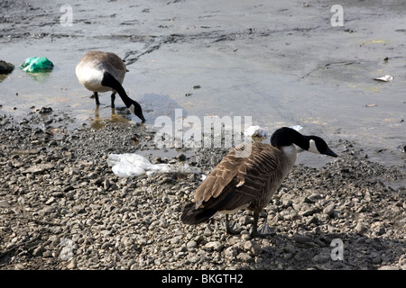 Kanadische Gänse ausgebaggert Branta Canadensis waten Clapham Teich Stockfoto