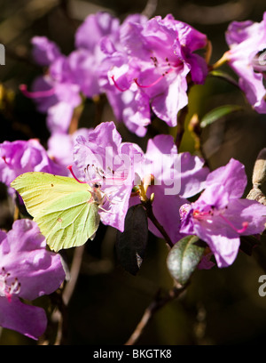 Brimstone Schmetterling, Gonepteryx X rhamni auf Rhododendron 'Praecox' in Blüte im Frühjahr Stockfoto