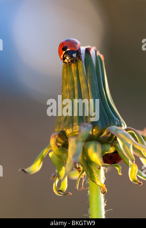 Marienkäfer-Spaziergang am Löwenzahn Blume am Abend Stockfoto