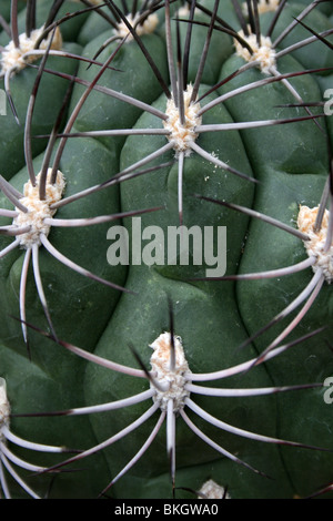 Nahaufnahme von Cactus Spikes am Chester Zoo, England, UK Stockfoto