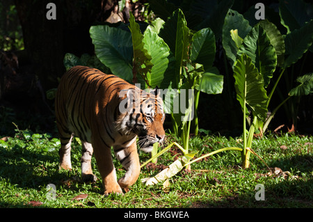 Captive malayischen Tiger (Panthera Tigris Malayensis) Stockfoto