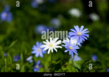 Blaue und weiße Anemone Apennina wildwachsenden Westonbirt Arboretum in Gloucestershire Stockfoto