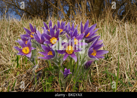 KUHSCHELLE, KüCHENSCHELLE, Pulsatilla, Vulgaris, Pasque Blume Stockfoto