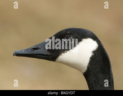 Portret van Een Canadese Gans, Portret einer Kanada-Gans. Stockfoto