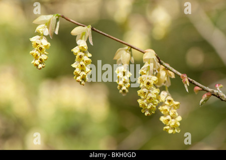 Chinesischen Winter oder Hamamelis, Spring Purple, Corylopsis Sinensis Var Sinensis in Blüte im Frühjahr Stockfoto