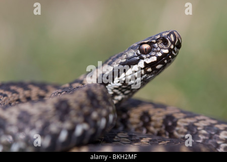 Close-up van Een Adderman; Nahaufnahme einer männlichen Addierer Stockfoto