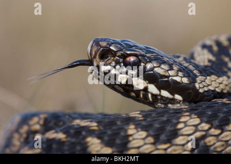 Close-up van Een Adderman; Nahaufnahme einer männlichen Addierer Stockfoto