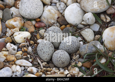 Flussregenpfeifer, Nest, Eiern, Charadrius, Dubius, Flußregenpfeifer Stockfoto