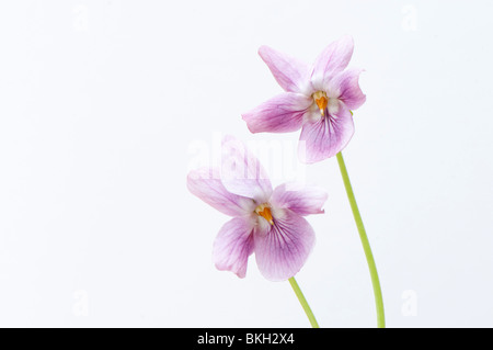 Nahaufnahme von zwei altrosa rosa süße Veilchen, Viola Odorata, vor einem weißen Hintergrund Stockfoto