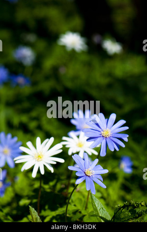 Blaue und weiße Anemone Apennina wildwachsenden Westonbirt Arboretum in Gloucestershire Stockfoto