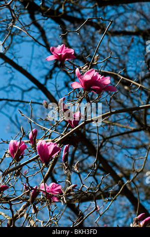 Magnolie Sprengeri 'Diva' in Blüte im Frühjahr Stockfoto