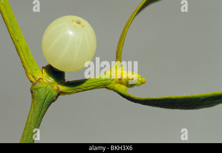 Mistel, Viscum Album, Blumen und Beeren. Stockfoto