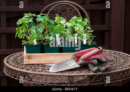 Hand-Kelle, Gabel, Gartenhandschuhe und eine Auswahl an Kinderzimmer angebaut krautige Pflanzen in Töpfen, im Garten zu Pflanzen bereit Stockfoto