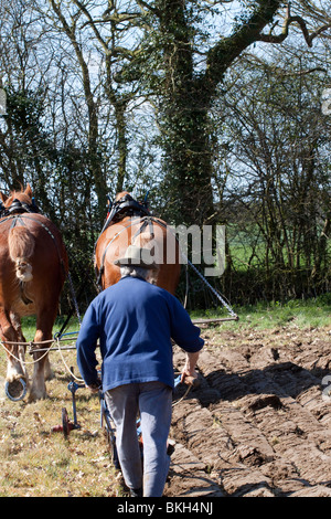 Mann, Pflügen, Pflügen hinter ein paar der Suffolk Punch Pferde Stockfoto