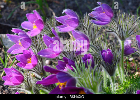 Küchenschellen Nahaufnahme Pulsatilla Vulgaris violett Frühlingsblume Stockfoto