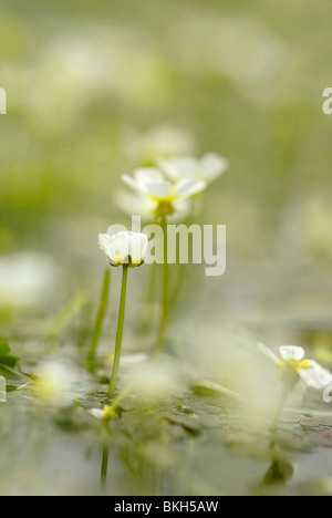 Gewone Waterranonkel in Een Poel. Makro Opname Vanuit Laag Standpunt. Stockfoto