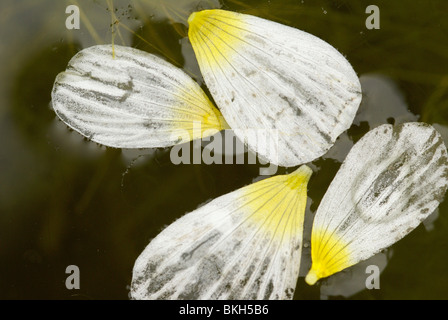 Blaadjes van Fijne Waterranonkel in Een Poel. Makro-Opname van Boven af. Stockfoto