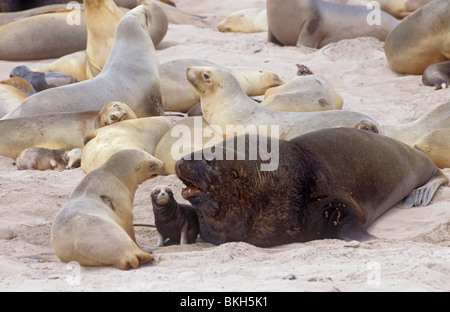 Neuseeland oder Hooker Seelöwen männlich mit Mutter & Harem und junge Welpen auf Enderby Insel, Südlicher Ozean Stockfoto