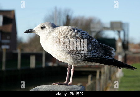 Bild von einem jungen Silbermöwe, stehend auf einem Pfosten bei Roggen Hafen, East Sussex, UK Stockfoto