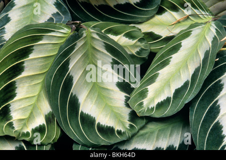 Gebet-Pflanze Maranta Leuconeura Konservatorium Pflanze Stockfoto