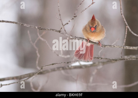 Eine weibliche nördlichen Kardinal auf Nahrungssuche nach einem Schneesturm. Stockfoto