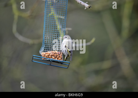 Weibliche Zeisig auf eine Futterstation im Winter Vögel Essen Stockfoto