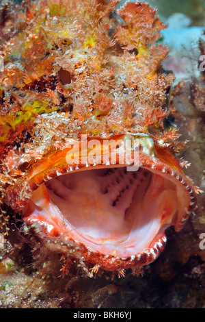 Gefleckte Drachenköpfe, Scorpaena plumieri Stockfoto