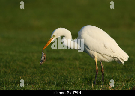 Grote Zilverreiger met Een Woelmuis als Prooi; Große weiße Reiher erwischt nur eine Maus Stockfoto