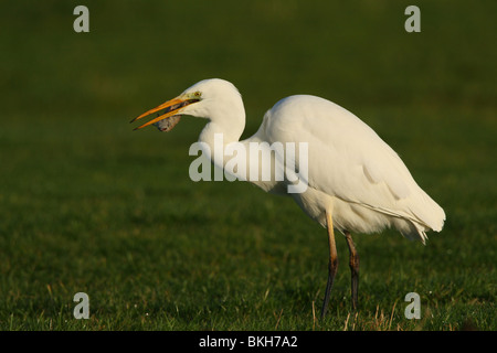 Grote Zilverreiger met Een Woelmuis als Prooi; Große weiße Reiher erwischt nur eine Maus Stockfoto