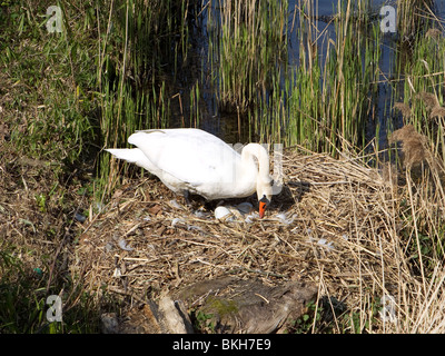 Schwan mit Eiern Stockfoto