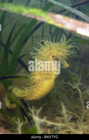 Dornige Seepferdchen, Hippocampus Guttulatus schwanger männlich. Unter denken Seegras Zostera Marina Studland bay Dorset. Juni. Stockfoto
