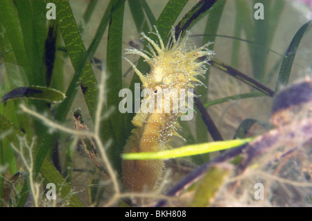 Dornige Seepferdchen, Hippocampus Guttulatus schwanger männlich. Bergende unter Seegras Zostera Marina. Studland Bucht Dorset, Juni. Stockfoto
