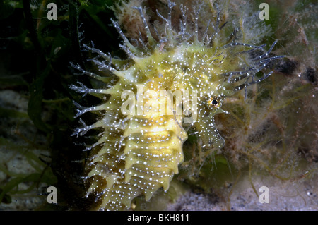 Dornige Seepferdchen, Weiblich, Hippocampus Guttulatus. Unter Seegras und Rotalgen. Studland Bucht Dorset. Juni. Stockfoto