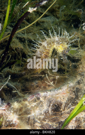 Dornige Seepferdchen, Weiblich, Hippocampus Guttulatus. Unter Seegras Zostera Marina. Studland Bucht Dorset. Juni. Stockfoto