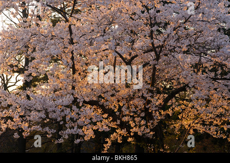 Roter Sonnenuntergang zurück Beleuchtung japanese flowering cherry Kirschbaum Blüten im Frühjahr bei hohen Park Toronto Stockfoto