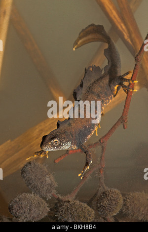 vertikale Foto von einem großen männlichen crested Newt unter Wasser Stockfoto