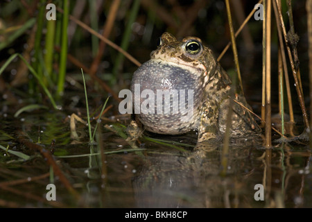 aufrufende männlichen Natterjack Kröte im Wasser mit riesigen vocal sac Stockfoto