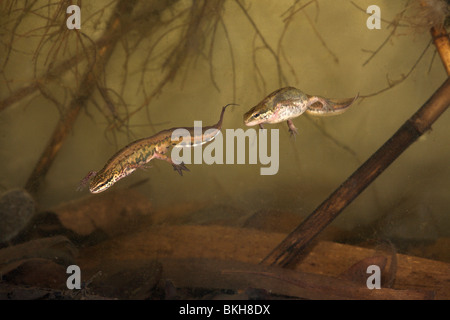 Foto von einem Paar handförmig Molche unter Wasser mit das Weibchen das Männchen (alle Merkmale sind gut sichtbar) nach Stockfoto