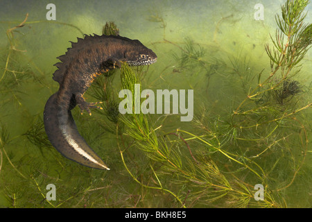 Foto von einem männlichen großen crested Molch unter Wasser an den grünen Wasserpflanzen hängen. Stockfoto