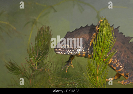 Porträt eines Mannes große crested Newt unter Wasser fotografiert von der Seite mit einem grünen Hintergrund Stockfoto