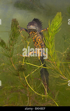 vertikale Foto von einem großen männlichen crested Newt zwischen das Grün der Vegetation unter Wasser hängen Stockfoto