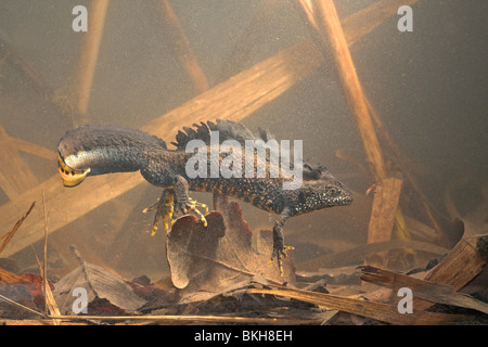 Foto von einem großen männlichen crested Newt unter Wasser Stockfoto