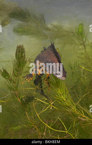 vertikale Foto von einem großen männlichen crested Newt zwischen das Grün der Vegetation unter Wasser schwimmen Stockfoto